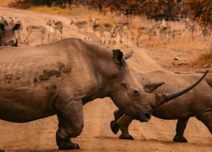 rhinoceroses south africa