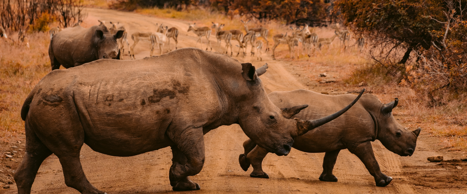 rhinoceroses south africa