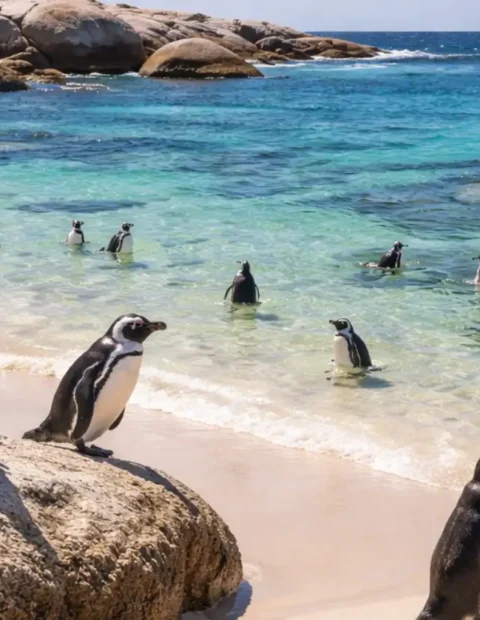 african-penguins-at-the-boulders-beach-cape-town